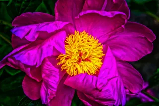 选择性，聚焦摄影，粉色，黄色，花瓣，花朵，玫瑰，牡丹