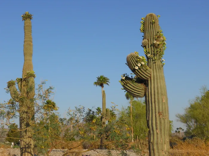 saguaro仙人掌，亚利桑那州，绿色，植物，沙漠，美国，天空，仙人掌