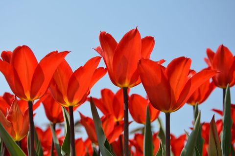 郁金香,红色,宏观,鲜艳的颜色,自然,特写,春天,植物 郁金香,红色,宏观,鲜艳的颜色,自然,特写,春天,植物