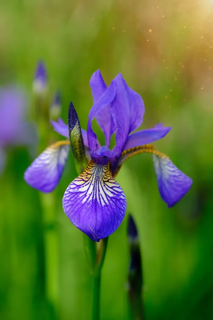 百合，鸢尾，花粉，阳光，光，阳光，环烯醚萜，鸢尾科