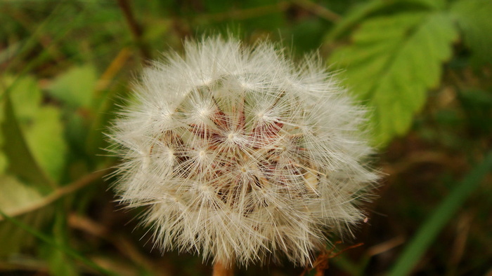 自然，植物，蒲公英，绒毛，户外，脆弱，脆弱，植物