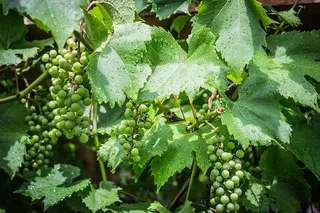 葡萄藤，绿色，葡萄，葡萄，绿色葡萄，生长，叶子，植物部分