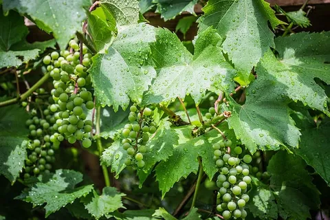 葡萄藤,绿色,葡萄,葡萄,绿色葡萄,生长,叶子,植物部分 葡萄藤,绿色,葡萄,葡萄,绿色葡萄,生长,叶子,植物部分