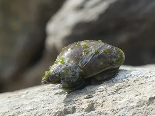 蜗牛，水，贝壳，水蜗牛，水族馆，水生物，湖泊，池塘