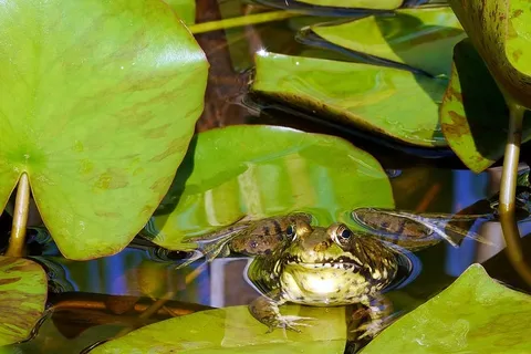 一只北方绿蛙在睡莲垫的水中晒太阳。