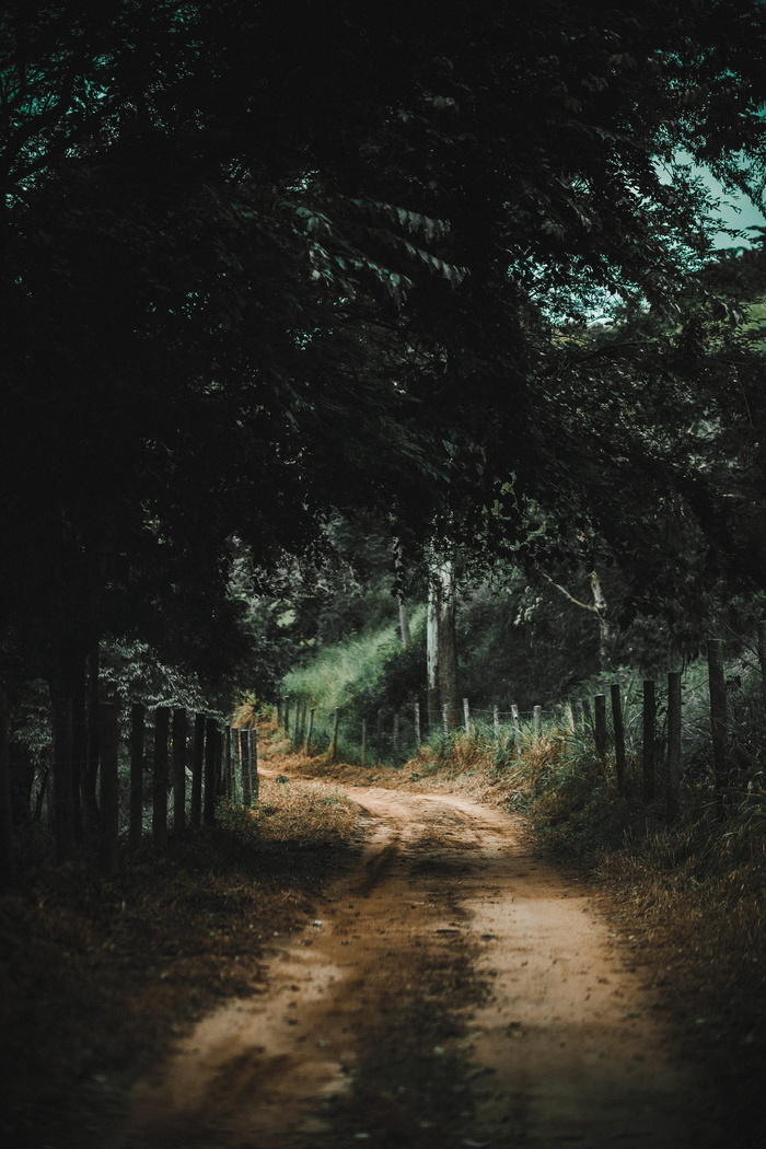 树与树之间的棕色道路