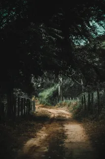 树与树之间的棕色道路