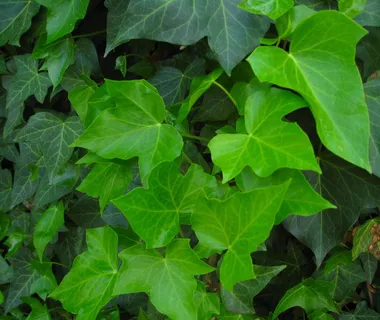 常春藤,绿色,叶子,攀缘植物,蛇舌草,墙,缠绕,自然 常春藤,绿色,叶子,攀缘植物,蛇舌草,墙,缠绕,自然