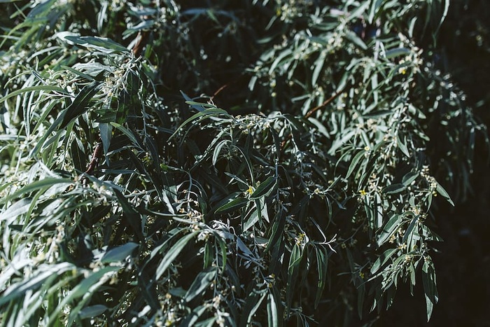 保加利亚黑海奈斯巴尔树特写