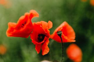 一片红色罂粟地