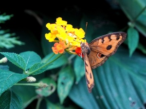 蝴蝶，昆虫，花，春天，五颜六色，昆虫，花园，树叶