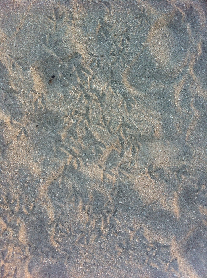 指纹，沙子，鸟，指纹，海滩，脚，脚印，路径
