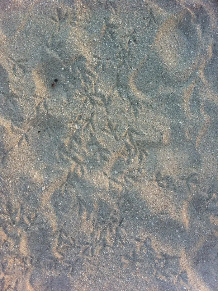 指纹，沙子，鸟，指纹，海滩，脚，脚印，路径