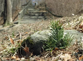 木材、自然、宏观、植物、白天、无人、土地、生长