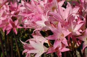 百合花，花朵，粉色，花朵，粉色百合，自然，观赏植物，观赏花