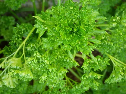 欧芹,绿色,草本植物,绿色,食品和饮料,植物,植物部分,叶 欧芹,绿色,草本植物,绿色,食品和饮料,植物,植物部分,叶