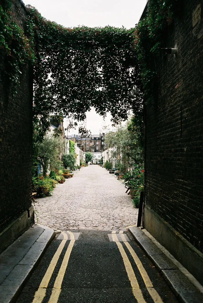 街道, 建设, 墙, 建筑, 胡同, 植物, 葡萄藤, 方向