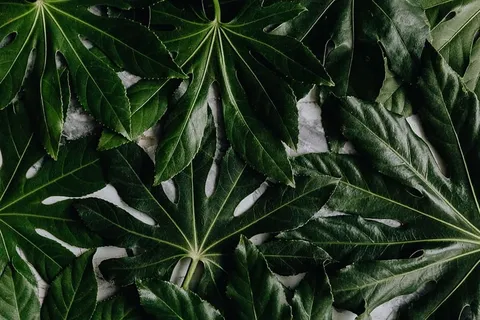 阿拉利亚叶 阿拉利亚叶