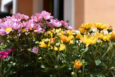 植物,花,花,花束,插花,塔巴斯科,墨西哥,大丽花 植物,花,花,花束,插花,塔巴斯科,墨西哥,大丽花