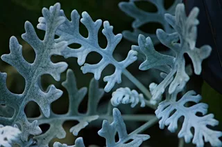 银叶, Groundsel, Jacobaea maritima, 灰姑娘, 观赏植物, 公园, 花园, 坟墓