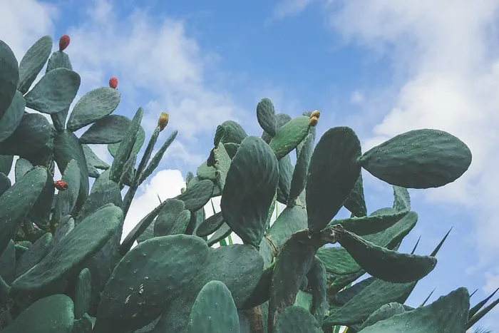 低，角度照片，绿色，蓝色，天空，摄影，仙人掌，植物
