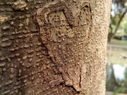 心,树,树皮,木头,雕刻,棕色,可爱,爱 心,树,树皮,木头,雕刻,棕色,可爱,爱