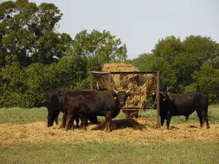 公牛、发烧、进食、动物、田地、景观、哺乳动物、动物主题