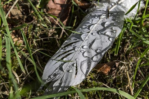 羽毛，宏观，自然，特写，轻盈，植物，白天，特写