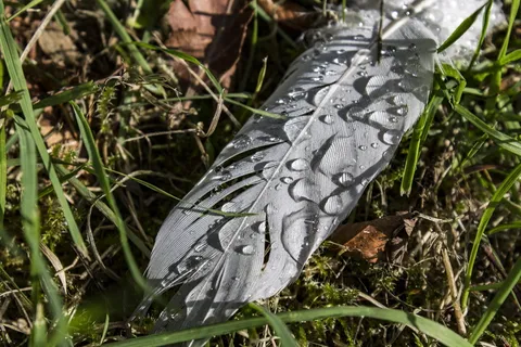 羽毛，宏观，自然，特写，轻盈，植物，白天，特写