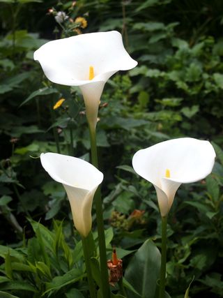 植物，花，花，天南星科，真菌，红掌，石蒜科，刺五加科