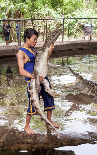 鳄鱼，男人，表演，危险，工作，风险，泰国，手牵手