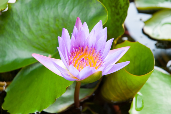 莲花、紫莲、粉莲、睡莲、莲花、睡莲、大自然、池塘、植物