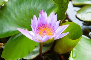 莲花、紫莲、粉莲、睡莲、莲花、睡莲、大自然、池塘、植物