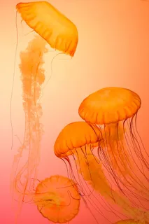 四张橙色水母壁纸 四张橙色水母壁纸