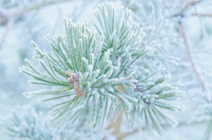 绿色、树木、有盖、雪、冬季、霜冻、自然、宏观