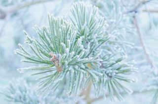 绿色、树木、有盖、雪、冬季、霜冻、自然、宏观