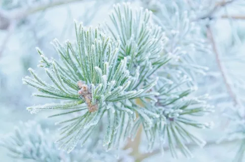 绿色、树木、有盖、雪、冬季、霜冻、自然、宏观 绿色、树木、有盖、雪、冬季、霜冻、自然、宏观