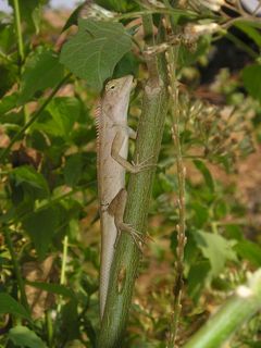 老挝，动物，蜥蜴，鬣蜥，东南亚，亚洲，一种动物，绿色