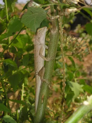 老挝，动物，蜥蜴，鬣蜥，东南亚，亚洲，一种动物，绿色