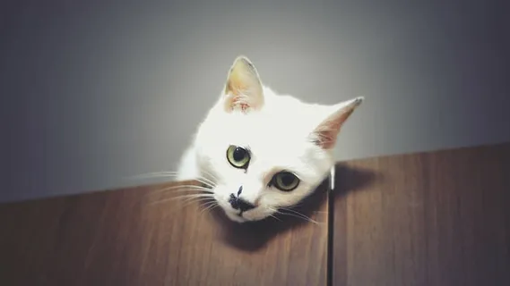 可爱,动物,猫,可爱,猫,宠物,宠物,一只动物 可爱,动物,猫,可爱,猫,宠物,宠物,一只动物