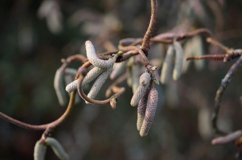 螺旋，榛子，灌木，春天，植物，螺旋榛子，美学，树枝