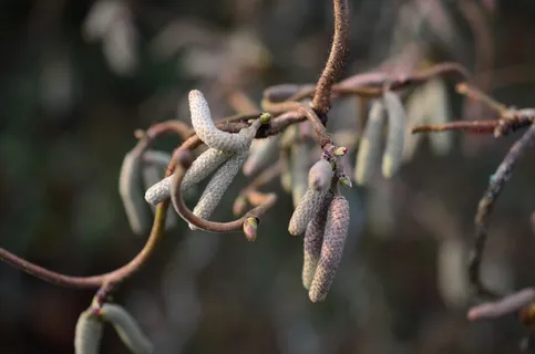 螺旋,榛子,灌木,春天,植物,螺旋榛子,美学,树枝 螺旋,榛子,灌木,春天,植物,螺旋榛子,美学,树枝