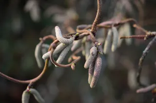 螺旋，榛子，灌木，春天，植物，螺旋榛子，美学，树枝
