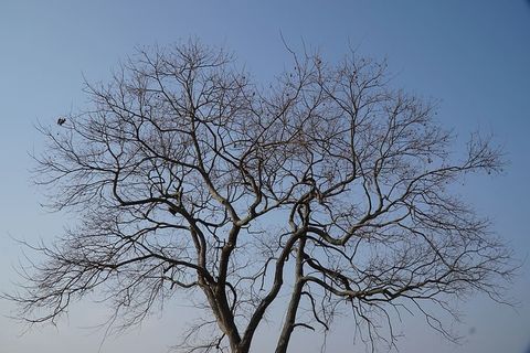 中国,南昌,树木,冬天,天空,光秃秃的树,树枝,树 中国,南昌,树木,冬天,天空,光秃秃的树,树枝,树