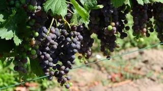 葡萄园，葡萄藤，葡萄栽培，葡萄酒，葡萄，葡萄，蓝葡萄，奥地利