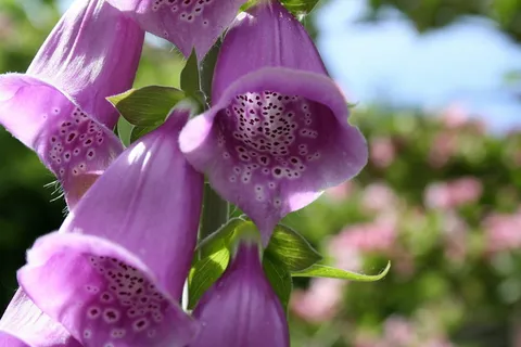 开花,开花,自然,植物,花,开花植物,脆弱,脆弱 开花,开花,自然,植物,花,开花植物,脆弱,脆弱