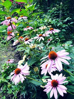 锥花,花,紫锥菊,花边,紫色,高大,植物,花园 锥花,花,紫锥菊,花边,紫色,高大,植物,花园