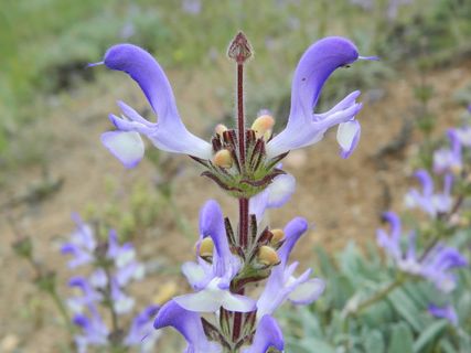 野生菊苣，草本，美丽，花朵，开花植物，脆弱，脆弱，植物