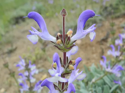 野生菊苣,草本,美丽,花朵,开花植物,脆弱,脆弱,植物 野生菊苣,草本,美丽,花朵,开花植物,脆弱,脆弱,植物