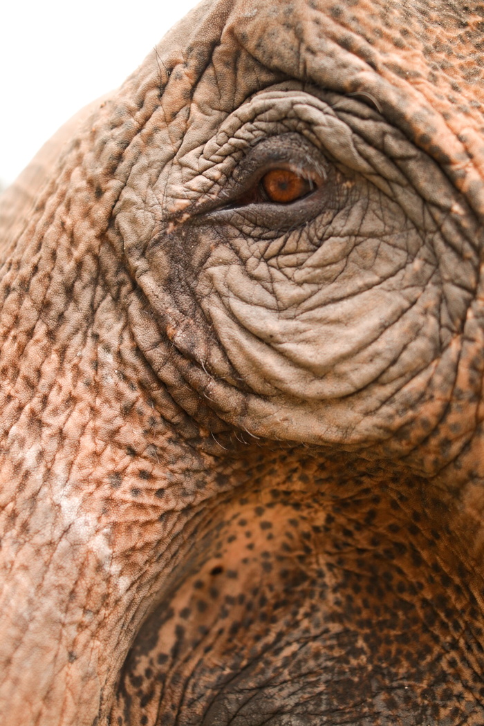 大象野生动物摄影